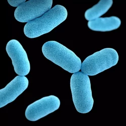 La microbiota en nutrición integrativa